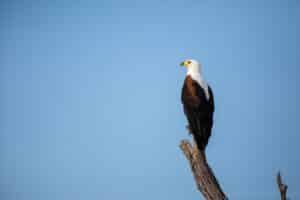 A fish eagle, perches on a dead branch, blue sky background